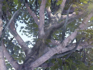 maple acer tree 07 archviz 3D Model