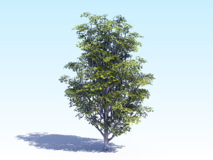 maple acer tree 07 archviz Modèle 3D