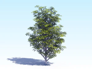 maple acer tree 07 archviz 3D Model