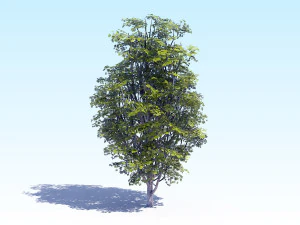 maple acer tree 07 archviz 3D Model