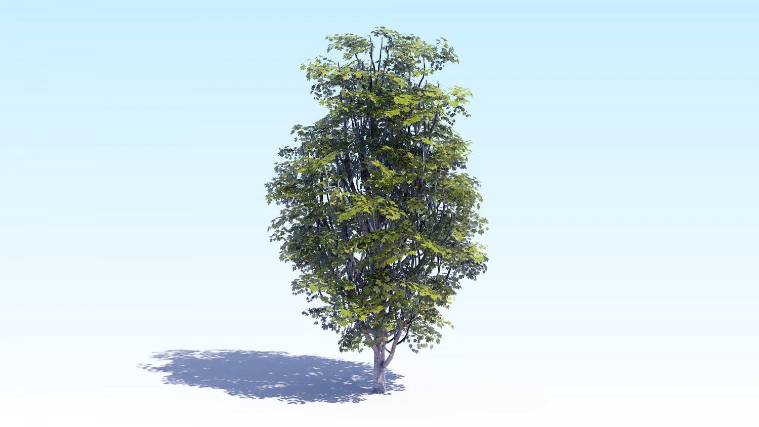 Quercus (дуб) 'monument'. описание дуба. 500 килограмм бумаги это деревьев. Acer tree 3d. дуб дерево описание.