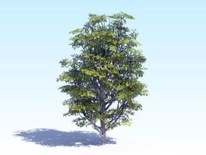 maple acer tree 07 archviz Modèle 3D