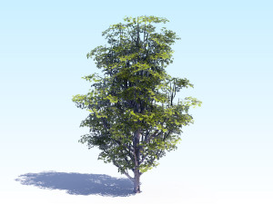 maple acer tree 07 archviz Modèle 3D