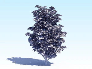 maple acer tree 07 archviz 3D Model