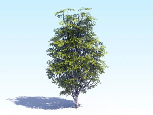 maple acer tree 07 archviz 3D Model