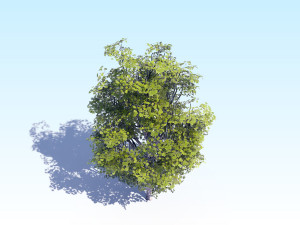 maple acer tree 07 archviz Modèle 3D