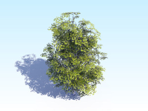 maple acer tree 07 archviz Modèle 3D