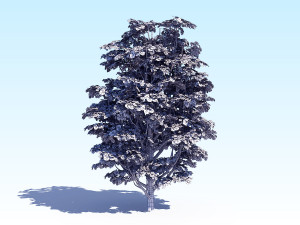 maple acer tree 07 archviz Modèle 3D