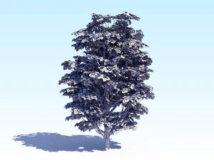 maple acer tree 07 archviz 3D Model