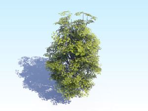 maple acer tree 07 archviz Modèle 3D
