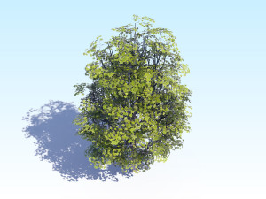 maple acer tree 07 archviz Modèle 3D