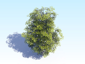 maple acer tree 07 archviz Modèle 3D
