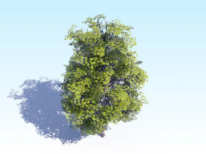 maple acer tree 07 archviz 3D Model
