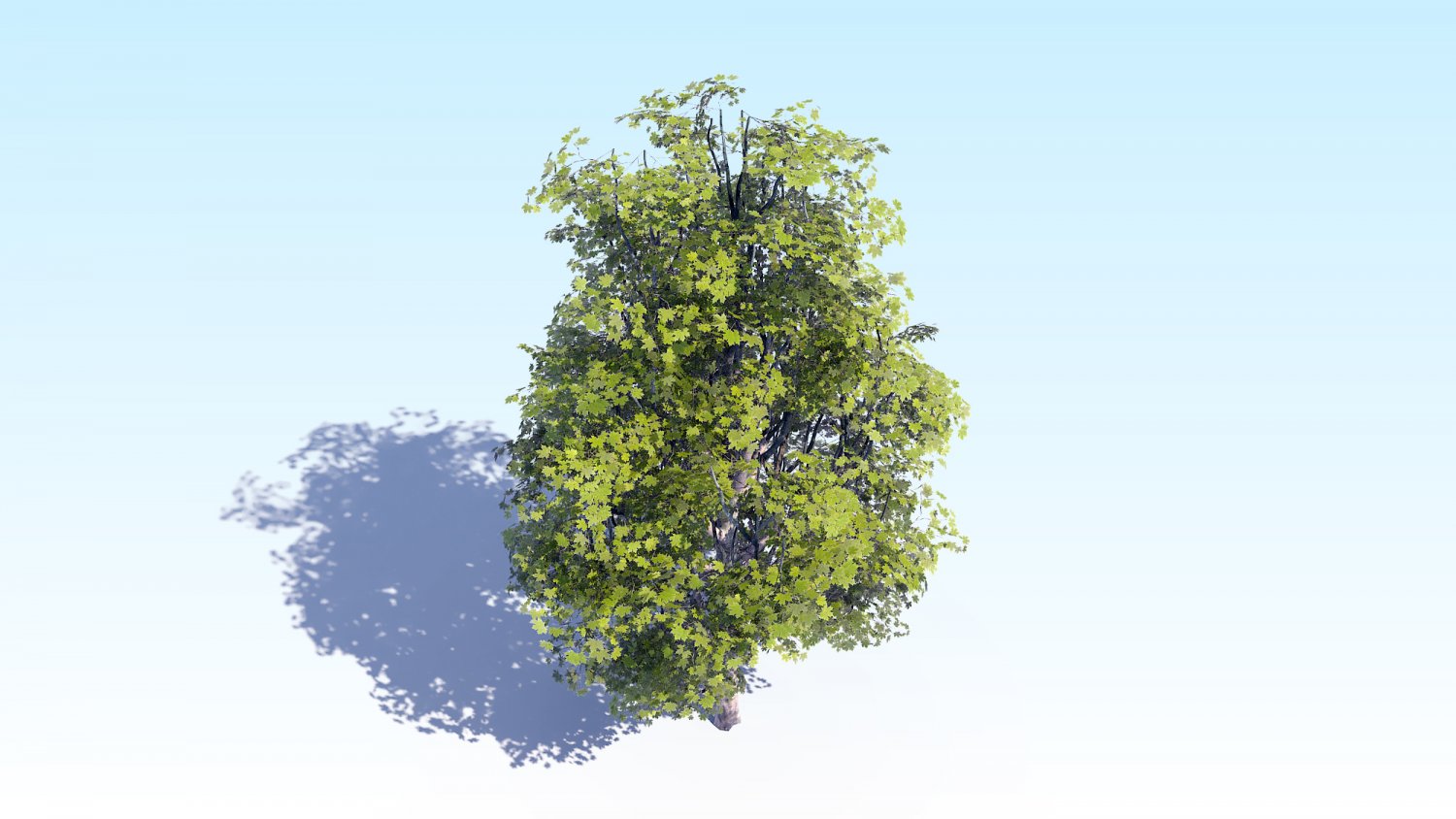 Gtym 3l vjltkm. 7 trees. John nolan. Acer sapling. 7 trees.