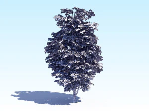 maple acer tree 07 archviz 3D Model