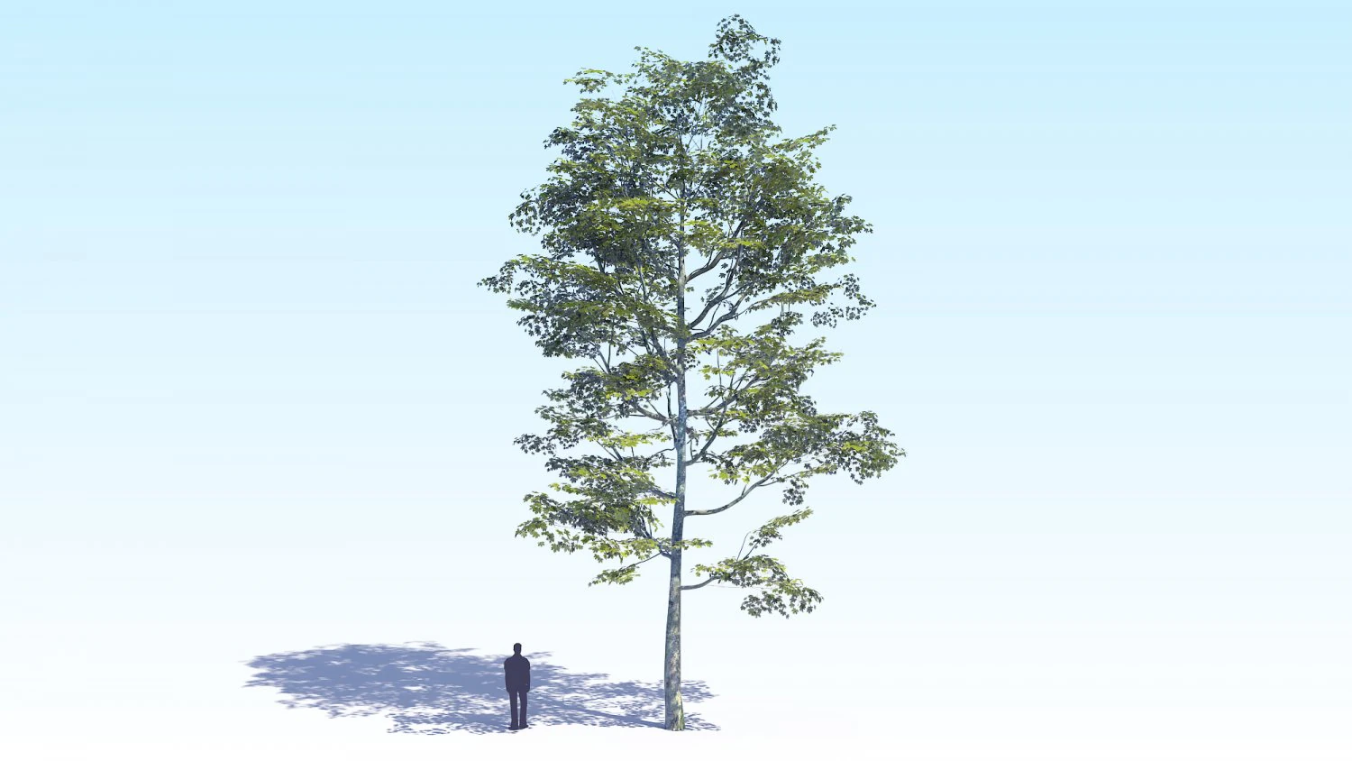 maple acer tree 08 archviz 3D Model .c4d .max .obj .3ds .fbx .stl .blend 