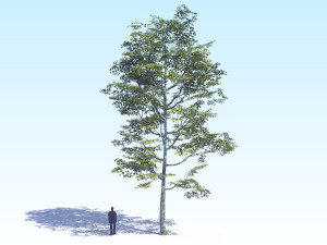 maple acer tree 08 archviz 3D Model