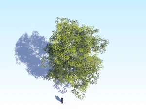maple acer tree 08 archviz 3D Model