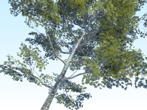 maple acer tree 08 archviz Modèle 3D