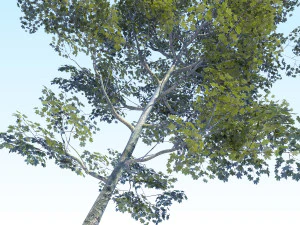 maple acer tree 08 archviz 3D Model