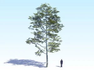 maple acer tree 08 archviz 3D Model
