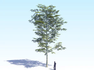 maple acer tree 08 archviz 3D Model