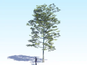 maple acer tree 08 archviz 3D Model