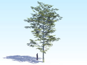 maple acer tree 08 archviz Modèle 3D