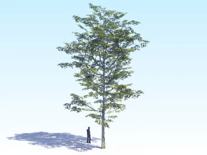 maple acer tree 08 archviz 3D Model