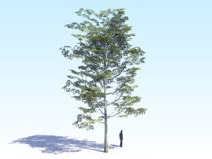 maple acer tree 08 archviz Modèle 3D