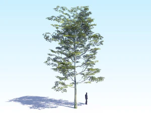 maple acer tree 08 archviz 3D Model