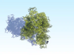 maple acer tree 08 archviz 3D Model