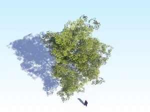maple acer tree 08 archviz 3D Model