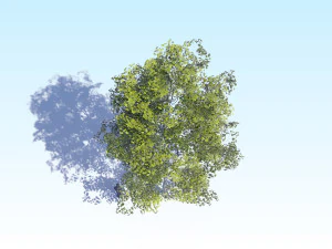 maple acer tree 08 archviz 3D Model