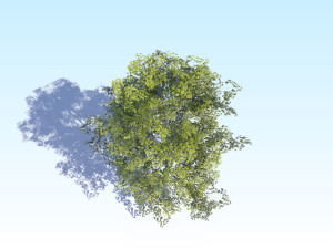 maple acer tree 08 archviz Modèle 3D
