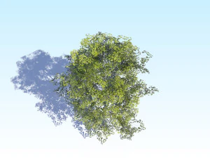 maple acer tree 08 archviz 3D Model