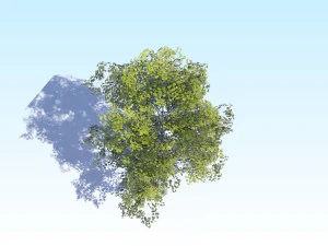maple acer tree 08 archviz 3D Model