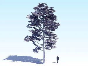 maple acer tree 08 archviz 3D Model
