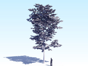 maple acer tree 08 archviz Modèle 3D