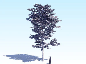 maple acer tree 08 archviz 3D Model