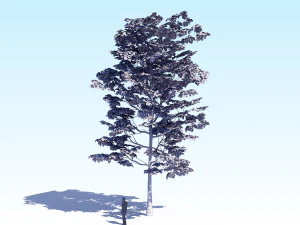 maple acer tree 08 archviz 3D Model