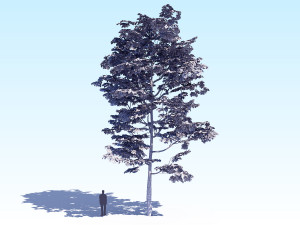 maple acer tree 08 archviz Modèle 3D