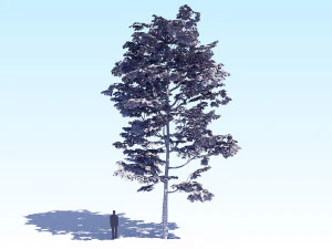maple acer tree 08 archviz 3D Model