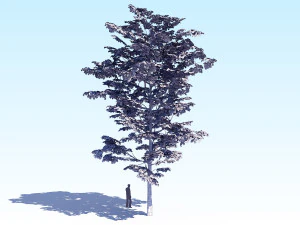 maple acer tree 08 archviz 3D Model