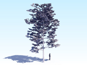 maple acer tree 08 archviz Modèle 3D