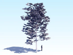 maple acer tree 08 archviz 3D Model