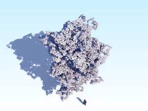 maple acer tree 08 archviz 3D Model