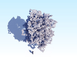 maple acer tree 08 archviz Modèle 3D