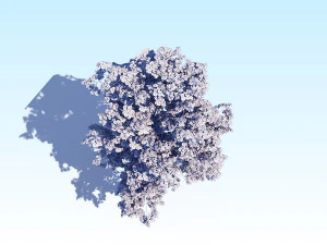 maple acer tree 08 archviz 3D Model