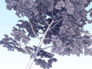 maple acer tree 08 archviz Modèle 3D